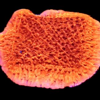WYSIWYG M28 Orange Plating Montipora Frag