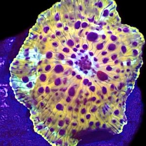 WYSIWYG Ultra Discosoma Mushroom A12