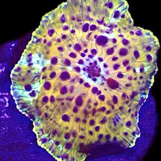 WYSIWYG Ultra Discosoma Mushroom A12