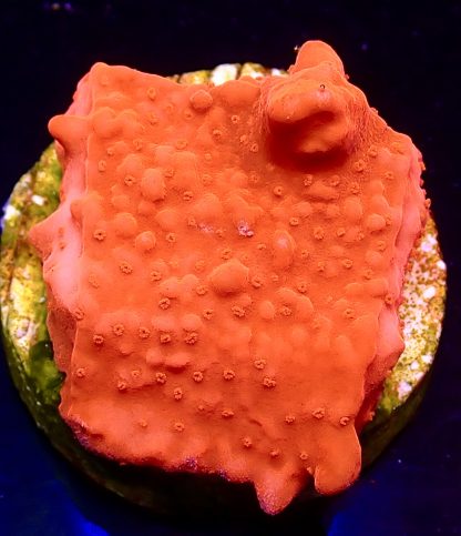 WYSIWYG Ultra Montipora  3 Frag Pack - (3) - Image 2