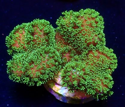 WYSIWYG Ultra Mixed SPS 3 Frag Pack - (1) - Image 4