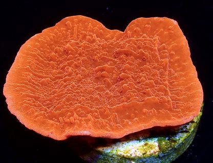 WYSIWYG Ultra Mixed SPS 3 Frag Pack - (4) - Image 4
