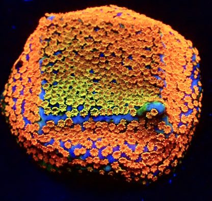 WYSIWYG Ultra Montipora 3 Frag Pack - (2) - Image 4