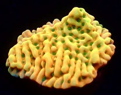 WYSIWYG Ultra Montipora  3 Frag Pack - (3) - Image 4