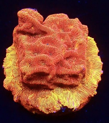 WYSIWYG Ultra Mixed SPS 3 Frag Pack - (3) - Image 2