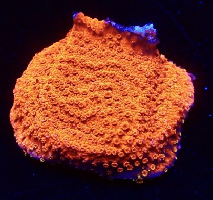 WYSIWYG Ultra Mixed SPS 3 Frag Pack - (5) - Image 2