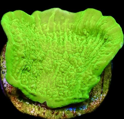 WYSIWYG Ultra Montipora 3 Frag Pack - (2) - Image 2