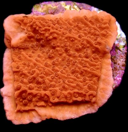 WYSIWYG Ultra Montipora 3 Frag Pack - (2) - Image 3