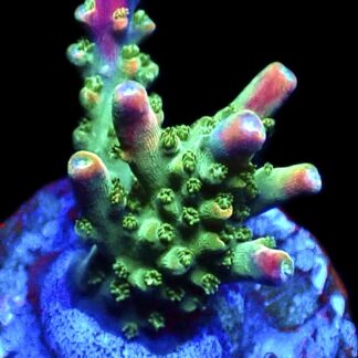 WYSIWYG 16E Bubblebath Unicorn Acropora Frag