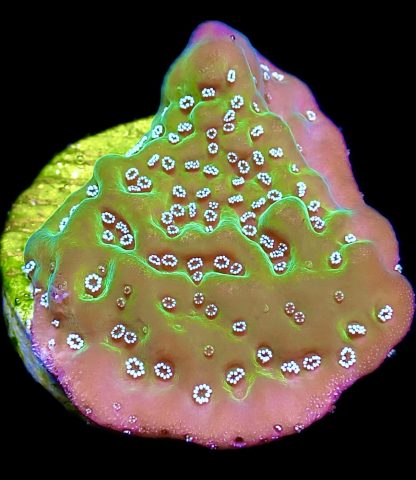 WYSIWYG Ultra Mixed SPS 3 Frag Pack - (1) - Image 3