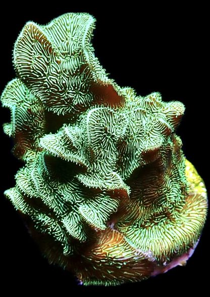 WYSIWYG Ultra Mixed SPS 3 Frag Pack - (3) - Image 4