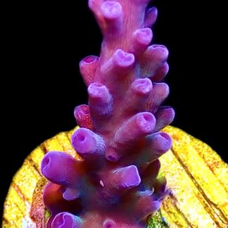 WYSIWYG 21D Oregon Tort Acropora Frag