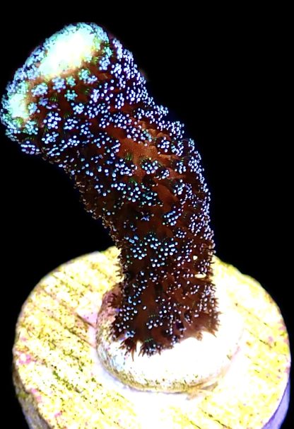 WYSIWYG Ultra Mixed SPS 3 Frag Pack - (4) - Image 3