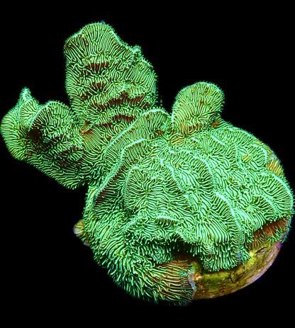 WYSIWYG Ultra Mixed SPS 3 Frag Pack - (5) - Image 3