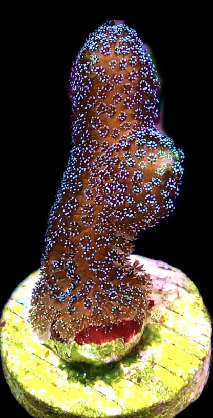 WYSIWYG Ultra Mixed SPS 3 Frag Pack - (5) - Image 4