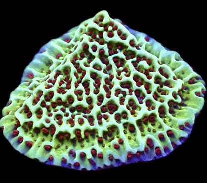 WYSIWYG Ultra Montipora  3 Frag Pack - (3) - Image 3