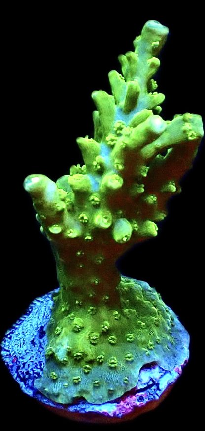WYSIWYG Ultra Mixed SPS 3 Frag Pack - (1) - Image 2