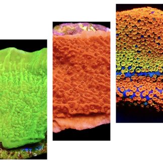 WYSIWYG Ultra Montipora 3 Frag Pack - (2)