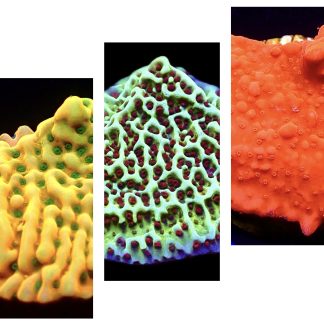 WYSIWYG Ultra Montipora  3 Frag Pack - (3)