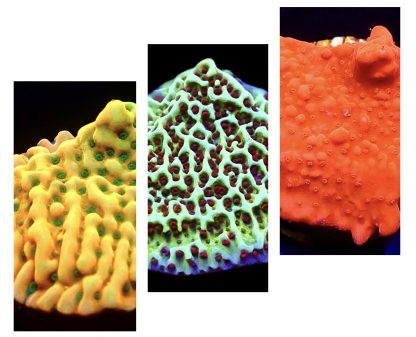 WYSIWYG Ultra Montipora  3 Frag Pack - (3)
