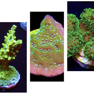 WYSIWYG Ultra Mixed SPS 3 Frag Pack - (1)