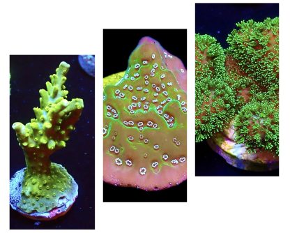 WYSIWYG Ultra Mixed SPS 3 Frag Pack - (1)