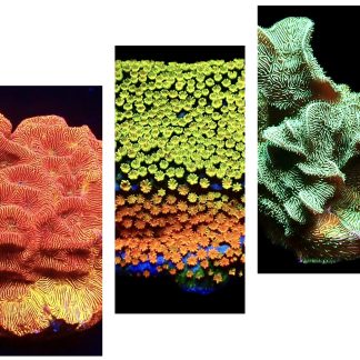 WYSIWYG Ultra Mixed SPS 3 Frag Pack - (3)