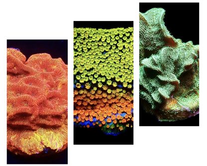 WYSIWYG Ultra Mixed SPS 3 Frag Pack - (3)