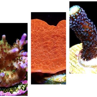 WYSIWYG Ultra Mixed SPS 3 Frag Pack - (4)