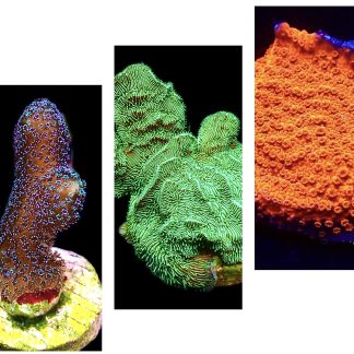 WYSIWYG Ultra Mixed SPS 3 Frag Pack - (5)