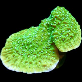 WYSIWYG M9 Pink Rim Emerald Plating Montipora Large