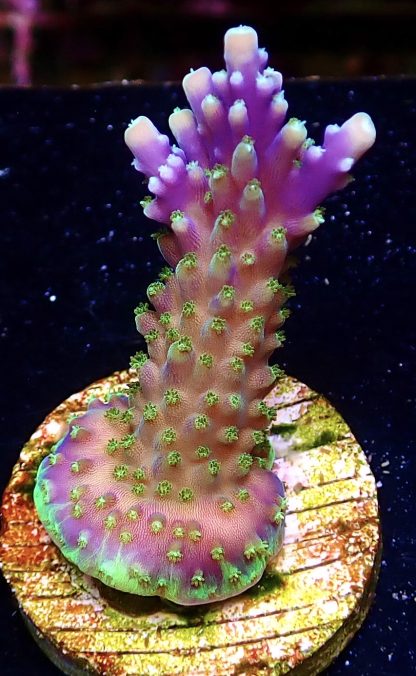 WYSIWYG Ultra Mixed SPS 3 Frag Pack - (11) - Image 3