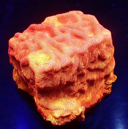 WYSIWYG Ultra Mixed SPS 3 Frag Pack - (6) - Image 2