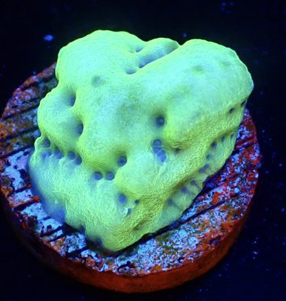 WYSIWYG Ultra Mixed SPS 3 Frag Pack - (8) - Image 4