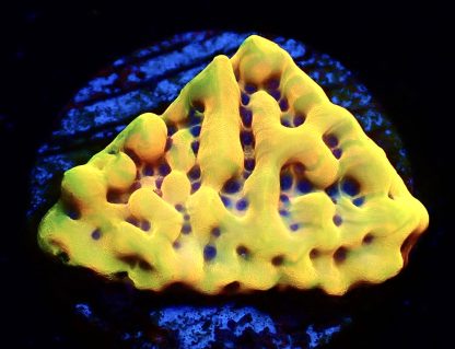 WYSIWYG Ultra Mixed SPS 3 Frag Pack - (9) - Image 2