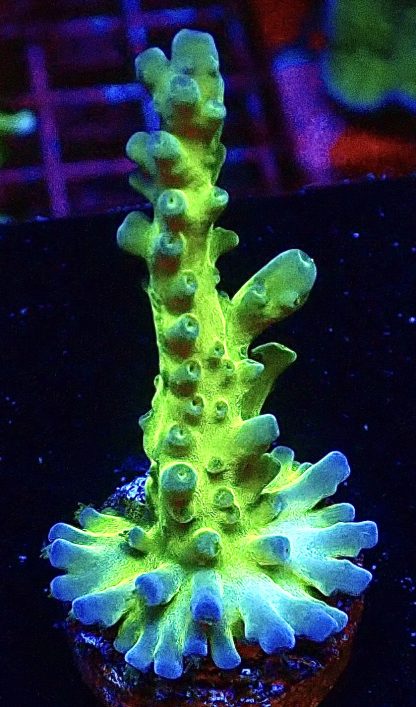 WYSIWYG Ultra Mixed SPS 3 Frag Pack - (6) - Image 4