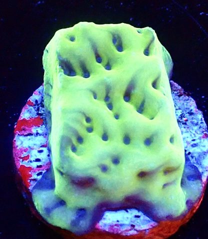 WYSIWYG Ultra Mixed SPS 3 Frag Pack - (11) - Image 4