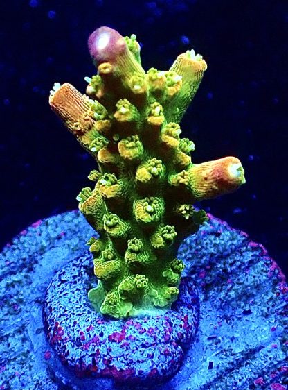 WYSIWYG  Ultra Acropora  3 Frag Pack - (1) - Image 2