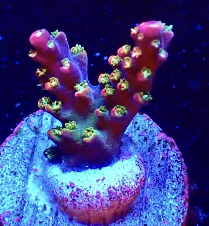 WYSIWYG Ultra Acropora  3 Frag Pack - (2) - Image 4