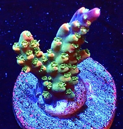 WYSIWYG Ultra Acropora  3 Frag Pack - (3) - Image 4