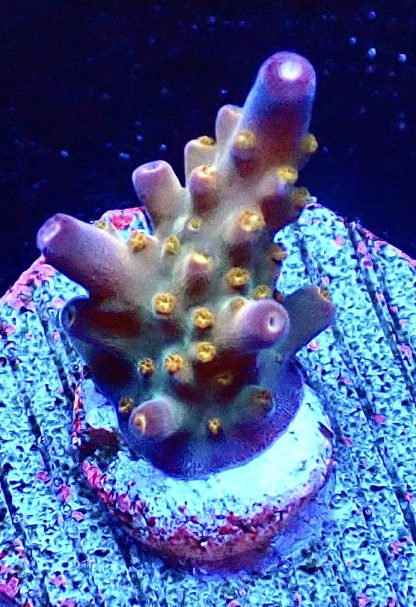 WYSIWYG Ultra Acropora  3 Frag Pack - (3) - Image 3