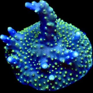 WYSIWYG 27A Purple Monster Acropora Frag