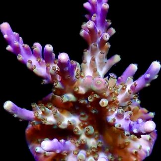 WYSIWYG 26B Magic Magenta Acropora Frag Extra Large