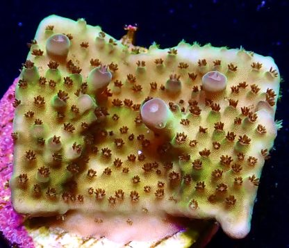 WYSIWYG  Ultra Acropora  3 Frag Pack - (1) - Image 3