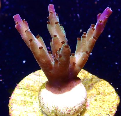WYSIWYG Ultra Acropora  3 Frag Pack - (2) - Image 3
