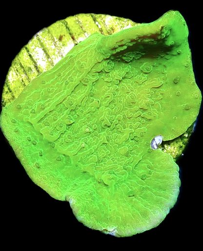 WYSIWYG Ultra Mixed SPS 3 Frag Pack - (6) - Image 3