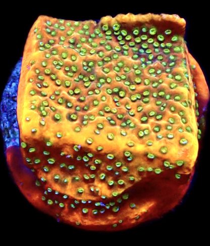 WYSIWYG Ultra Mixed SPS 3 Frag Pack - (7) - Image 4
