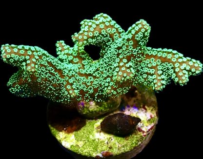 WYSIWYG Ultra Mixed SPS 3 Frag Pack - (7) - Image 3