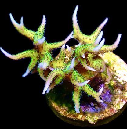 WYSIWYG Ultra Mixed SPS 3 Frag Pack - (8) - Image 2