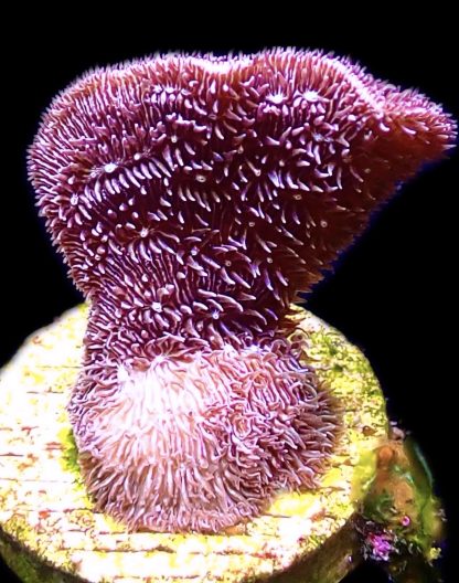 WYSIWYG Ultra Mixed SPS 3 Frag Pack - (8) - Image 3